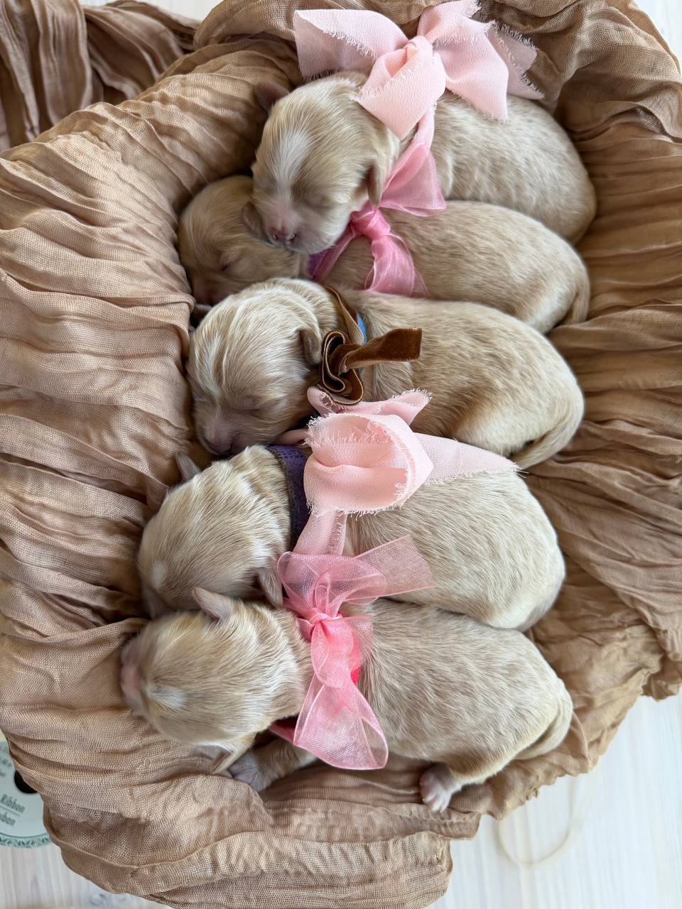 All five newborn Maltipoo puppies resting together in a soft basket