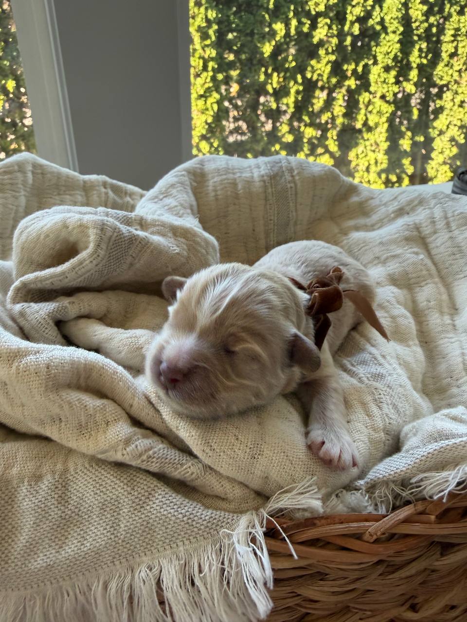 The newborn boy puppy resting on a woven blanket