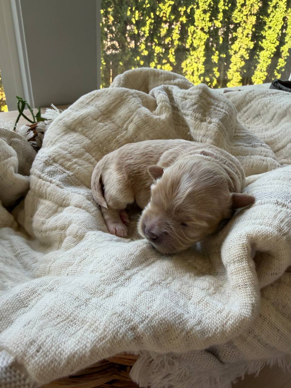 A newborn Maltipoo puppy sleeping in a soft basket