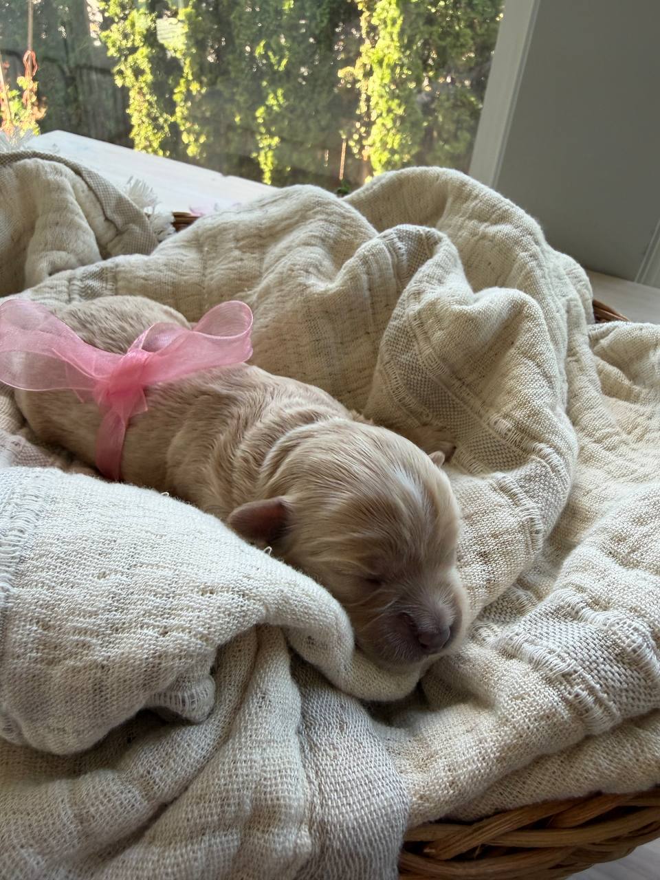 A newborn girl puppy wearing a pink ribbon
