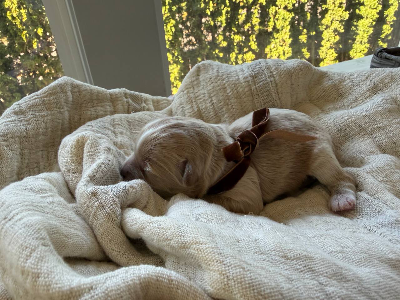 The newborn boy puppy resting on his side