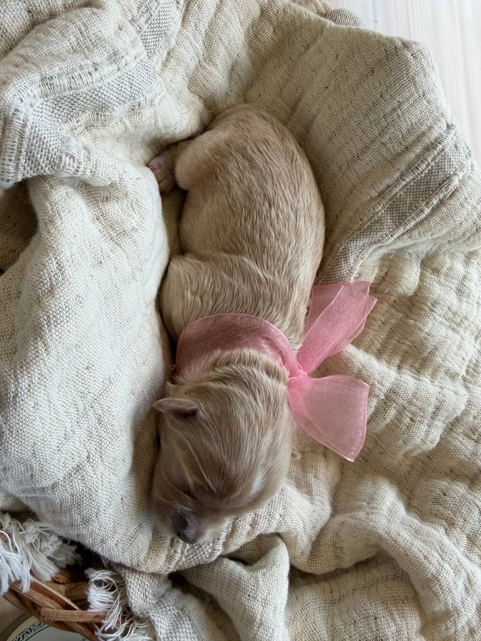 A newborn girl puppy curled up on a cream blanket