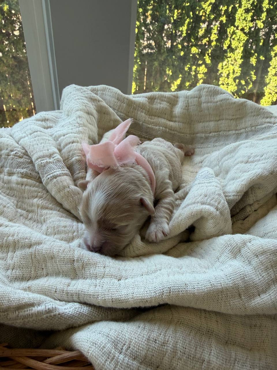 A newborn girl puppy wearing a pale pink ribbon