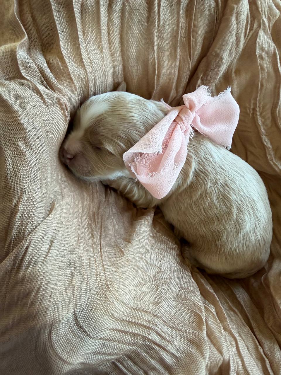 A newborn girl puppy sleeping on a velvet cushion