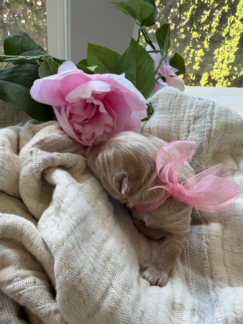 A newborn girl puppy resting beside a pink rose