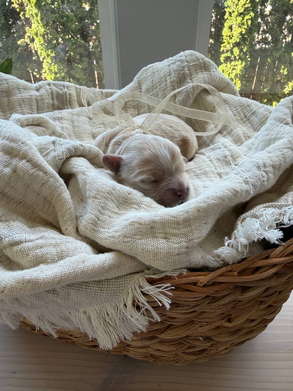 A newborn Maltipoo puppy tucked into a woven basket