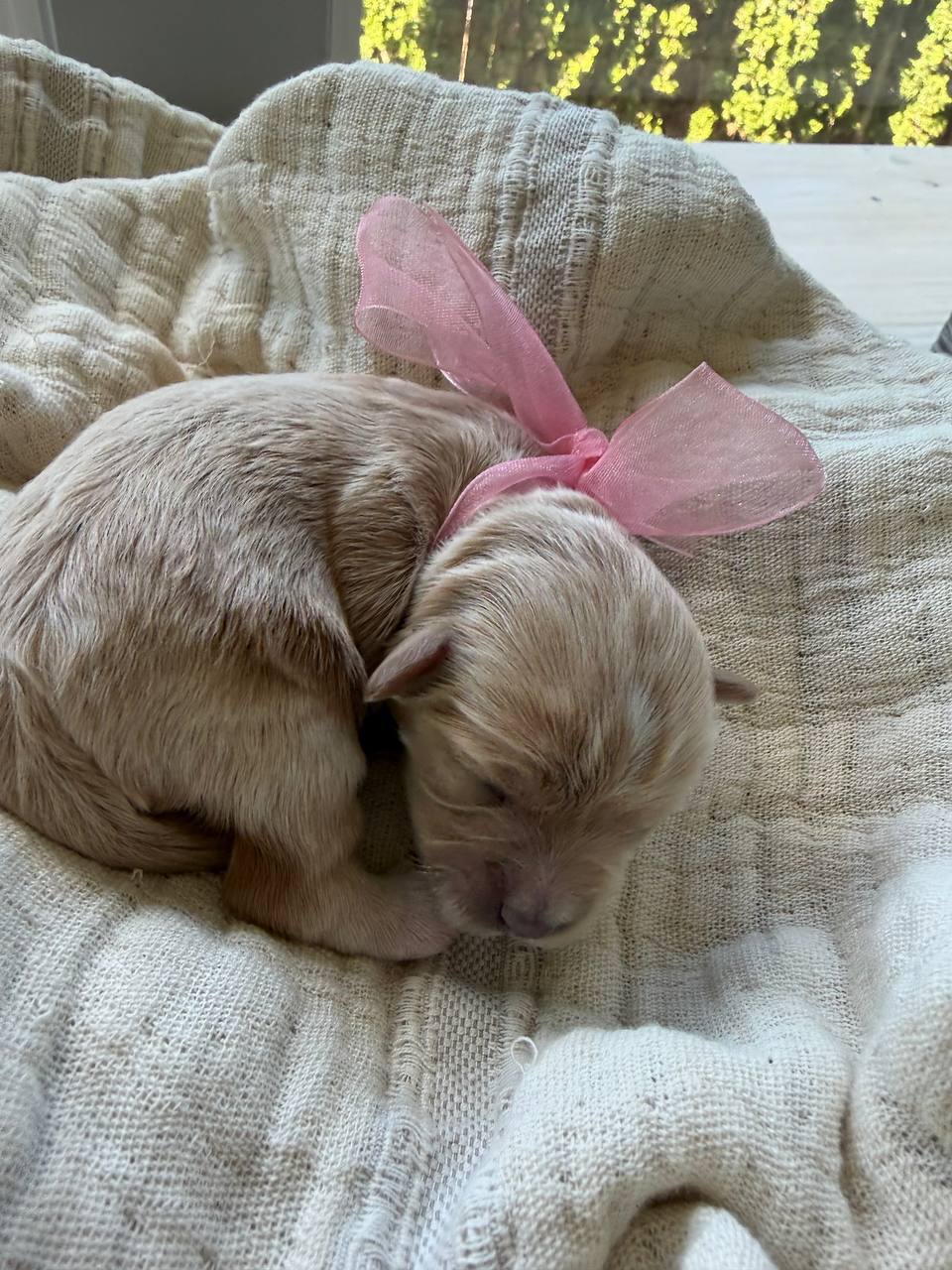 A newborn girl puppy curled into a small ball