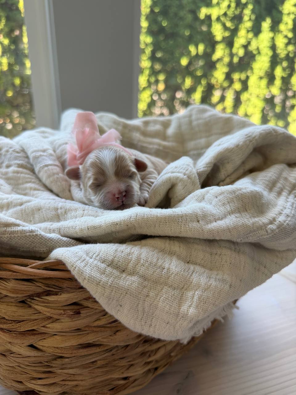 A newborn girl puppy resting under the window light