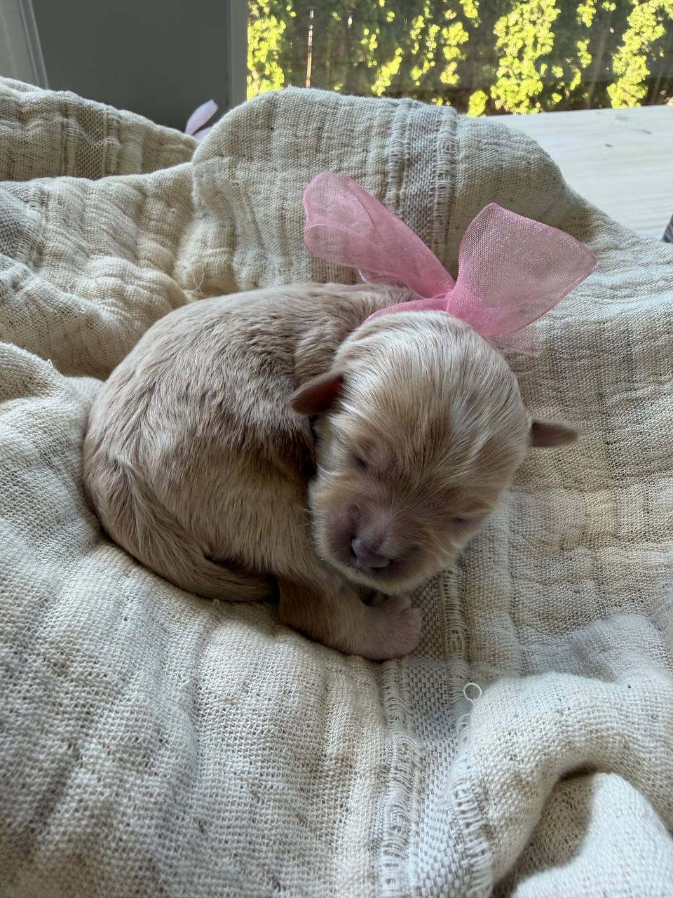 A close portrait of a sleeping newborn girl puppy