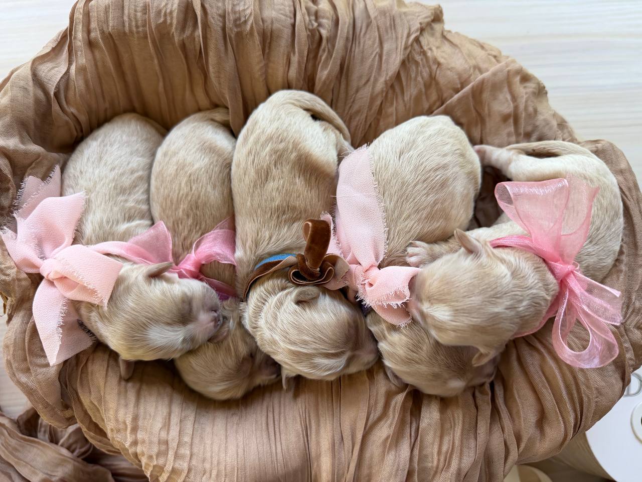 All five newborn puppies lined up together