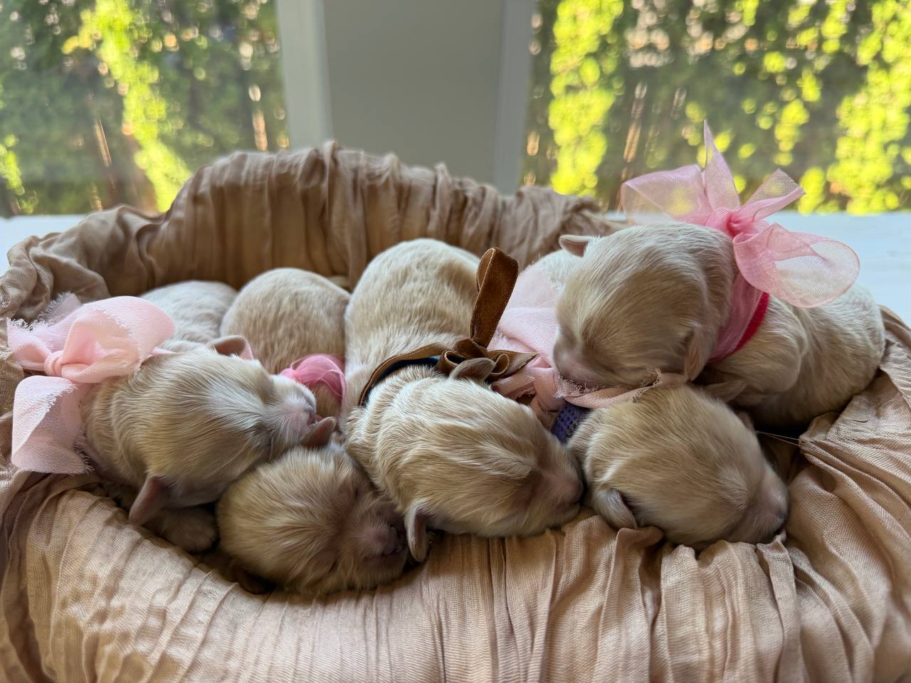 All five newborn puppies nestled together in their basket