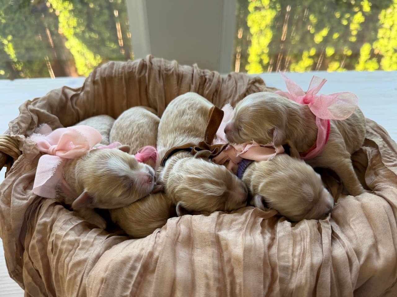 The complete litter resting together by the window