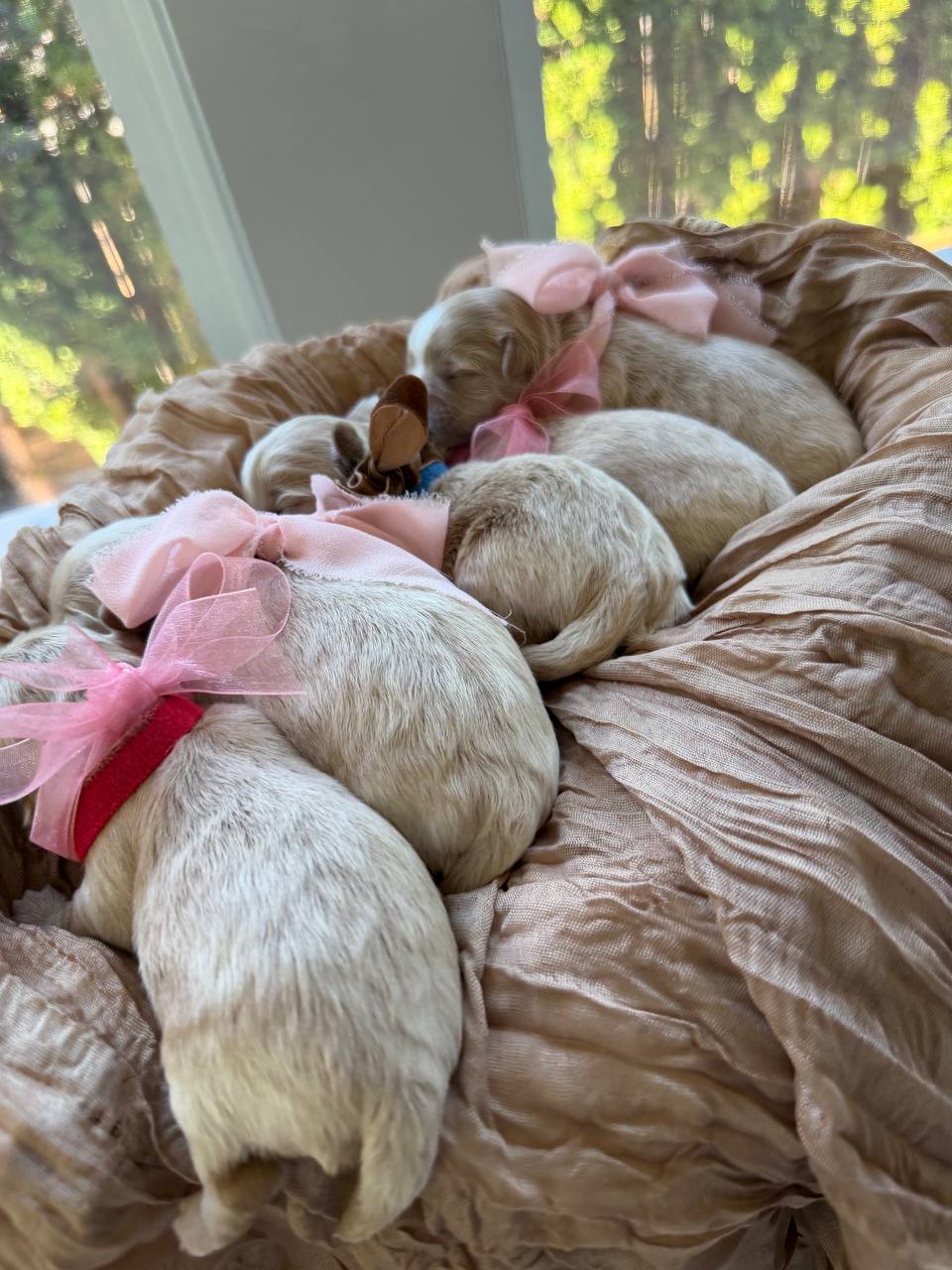 All five newborn puppies sleeping side by side