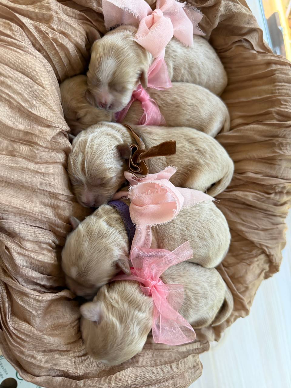 An overhead view of Luna’s five newborn puppies