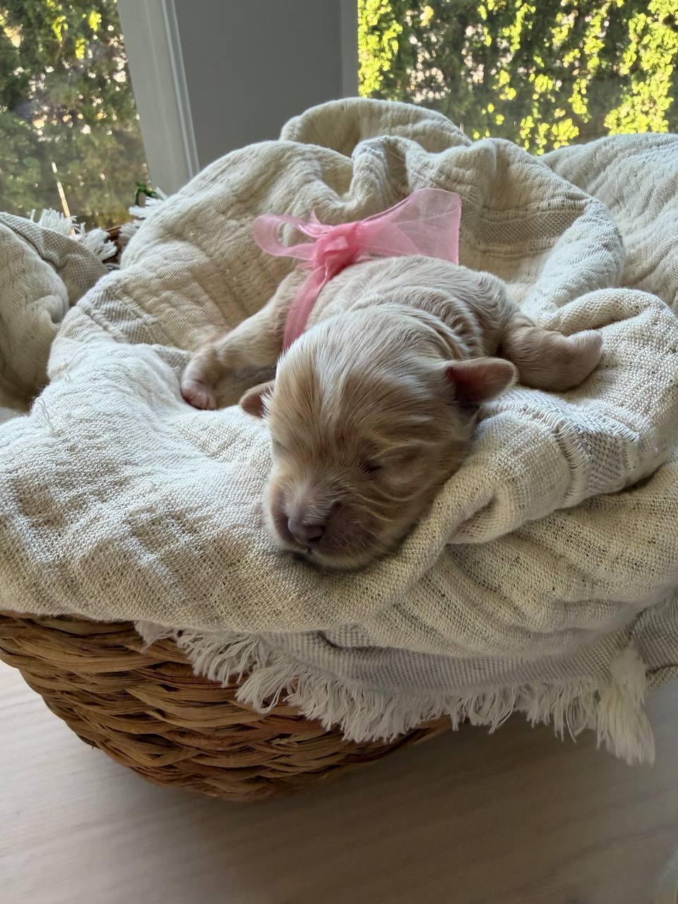 One of the newborn girl puppies wearing a pink ribbon
