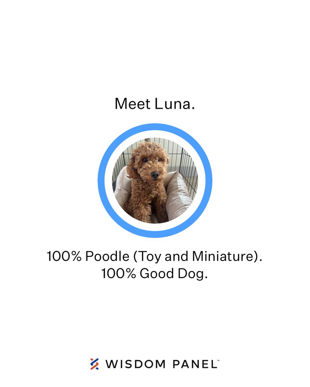 Wisdom Panel result identifying Luna as 100 percent poodle, toy and miniature