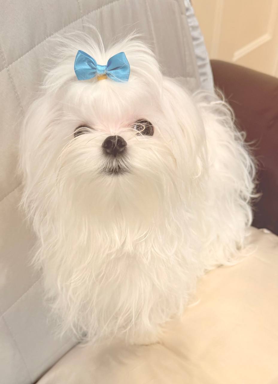Teddy, the white Maltese father